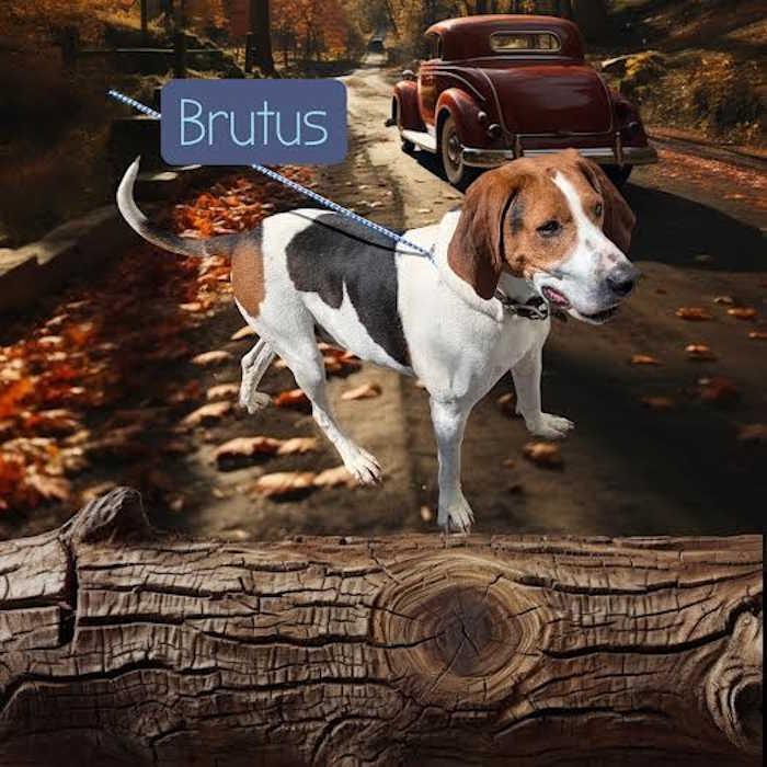 Brutus
