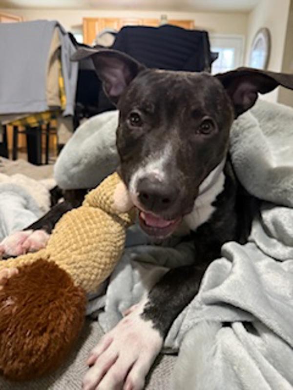 Pedro, Adoptable, Young Male Pit Bull Terrier.