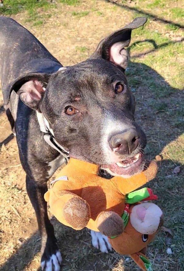 Enlarge Pedro, a Adoptable mixed breed in Millersville, MD image 4/6