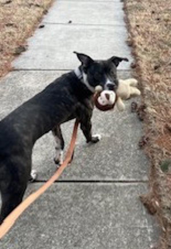 Enlarge Pedro, a Adoptable mixed breed in Millersville, MD image 6/6