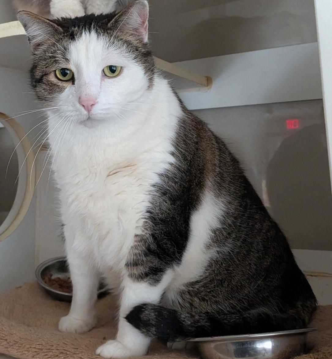 Patrick - adoption pending, adopted, Adult Male Domestic Short Hair.