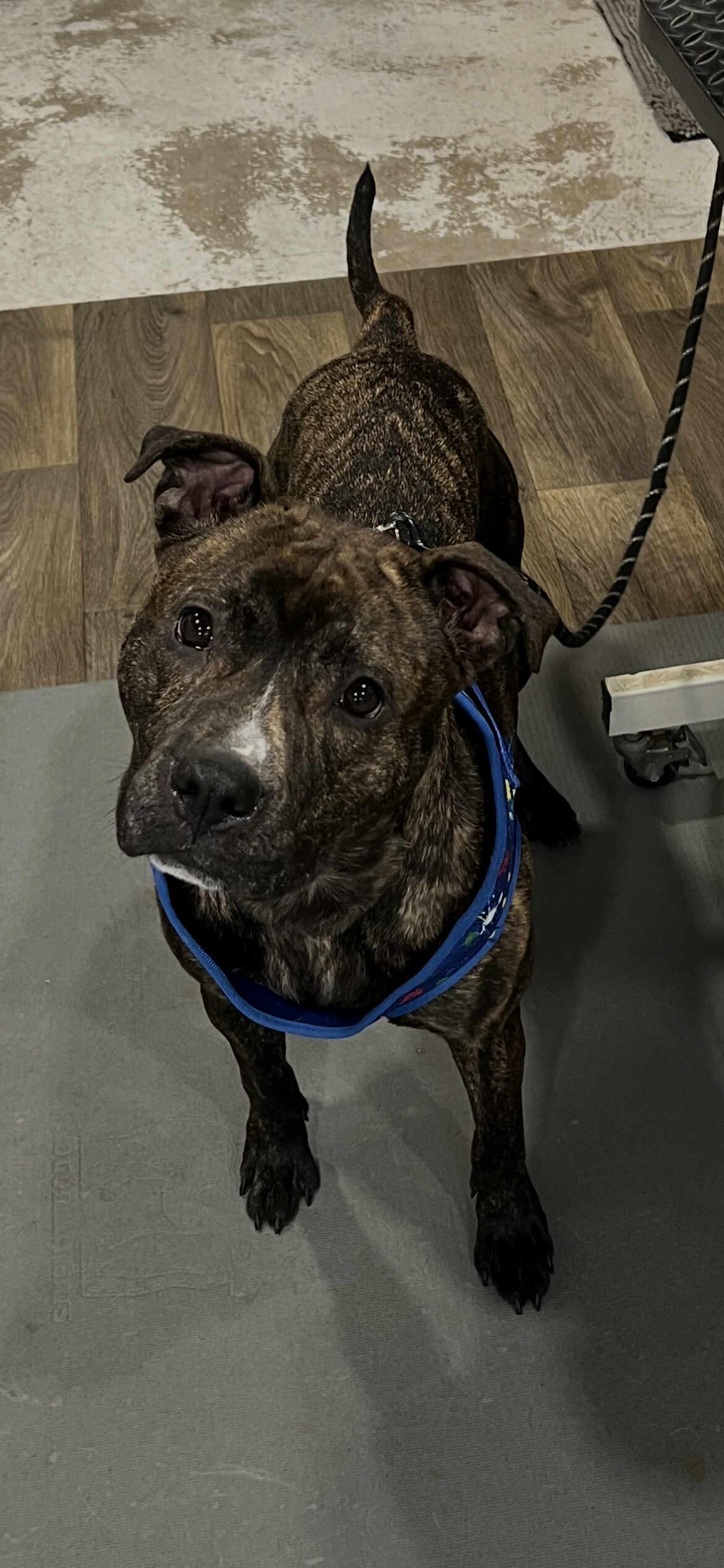 Lola, a Adoptable mixed breed in hilton, NY image 6/6