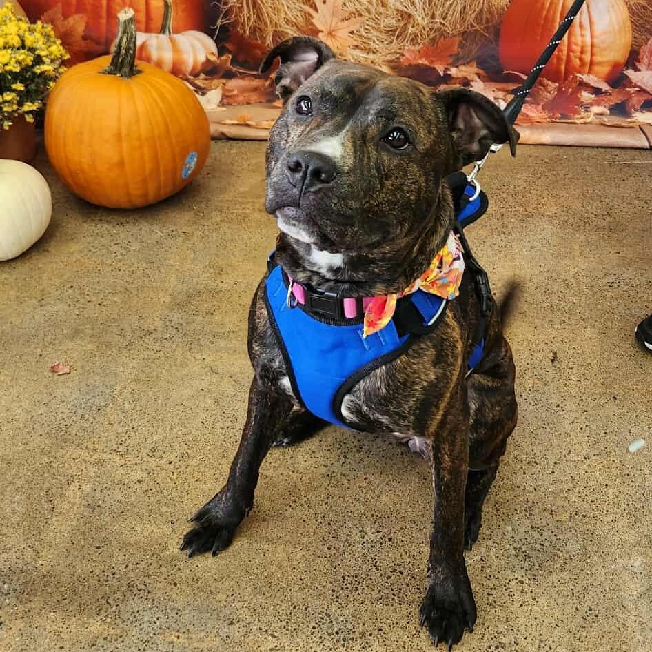 Lola, a Adoptable mixed breed in hilton, NY image 1/6