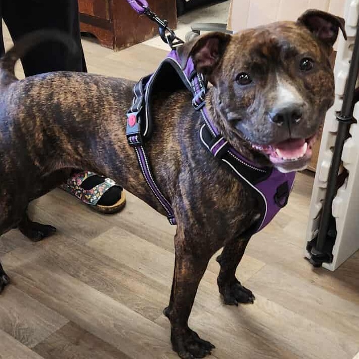 Lola, a Adoptable mixed breed in hilton, NY image 4/6