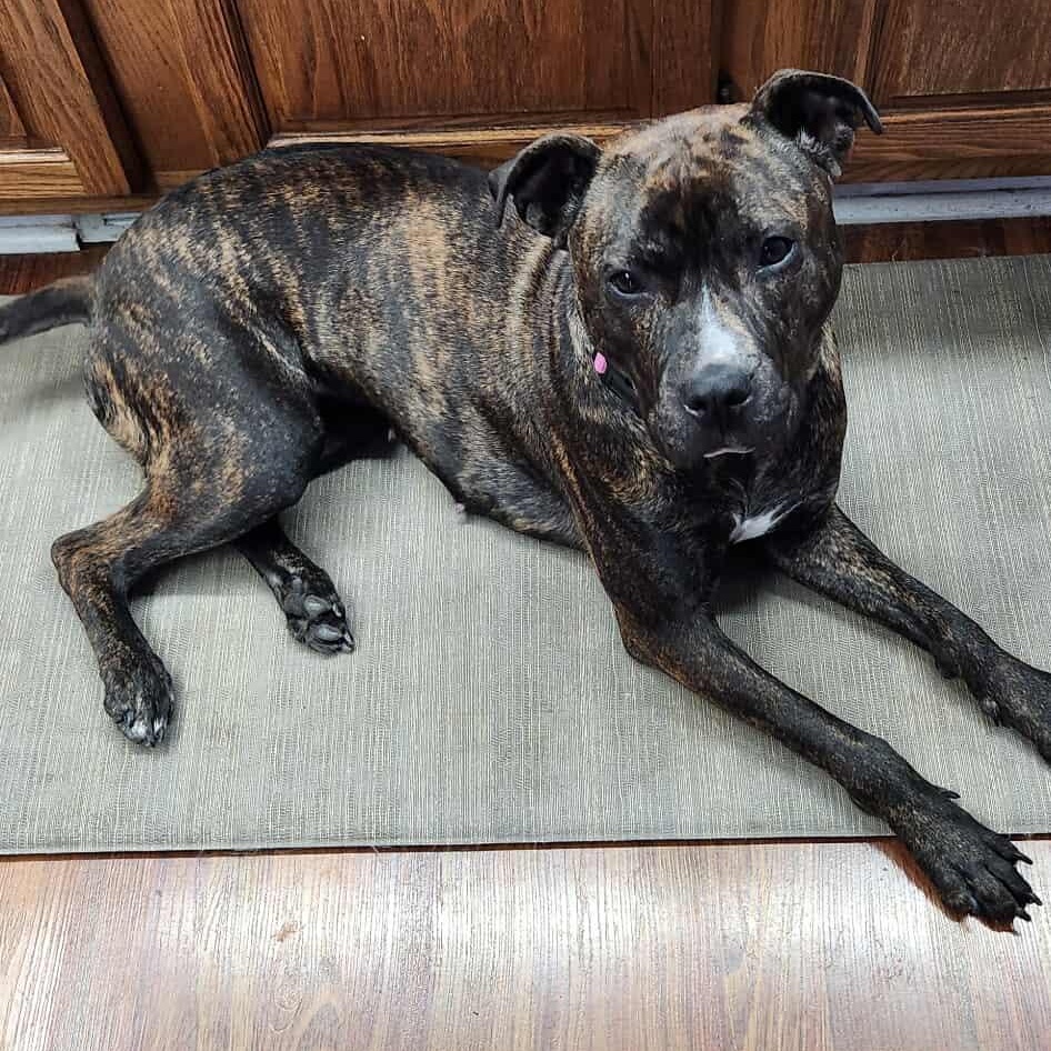 Lola, a Adoptable mixed breed in hilton, NY image 2/6