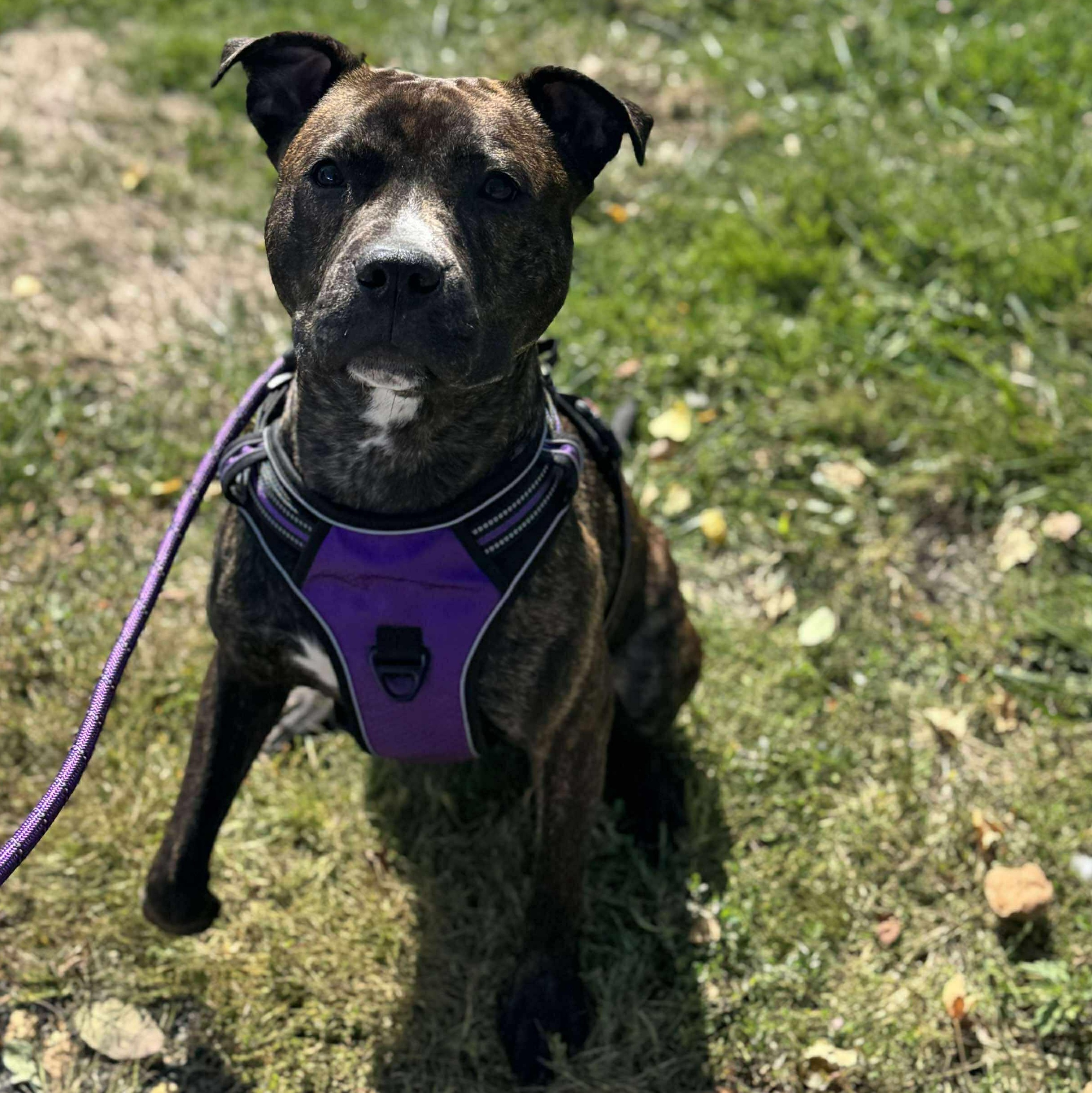 Lola, a Adoptable mixed breed in hilton, NY image 5/6