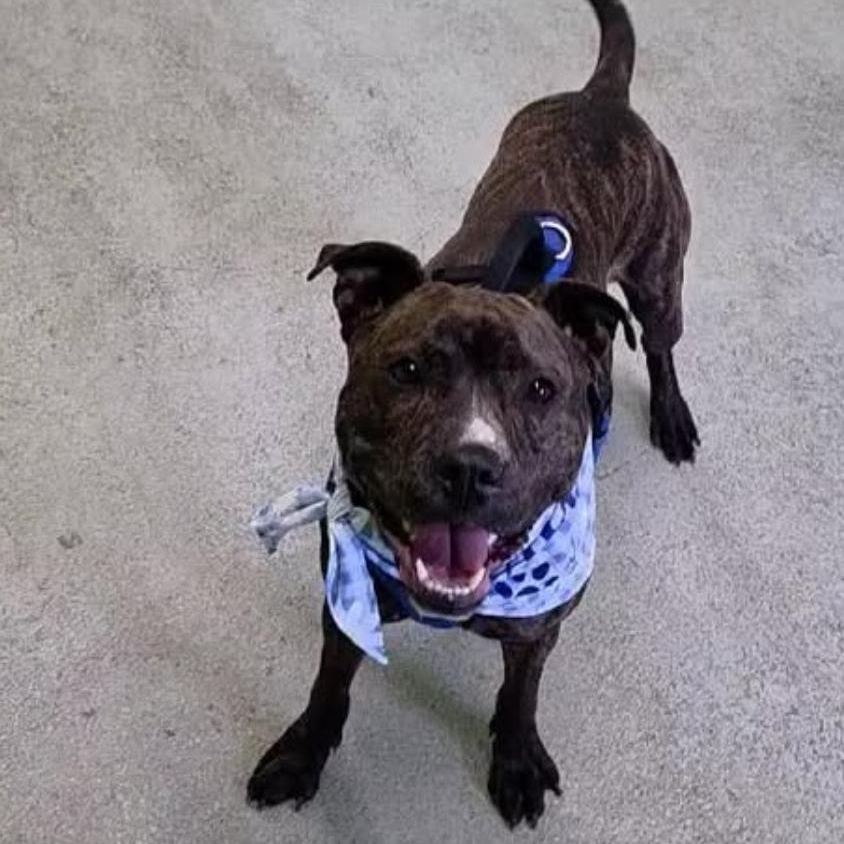 Enlarge Lola, a Adoptable mixed breed in hilton, NY image 1/6