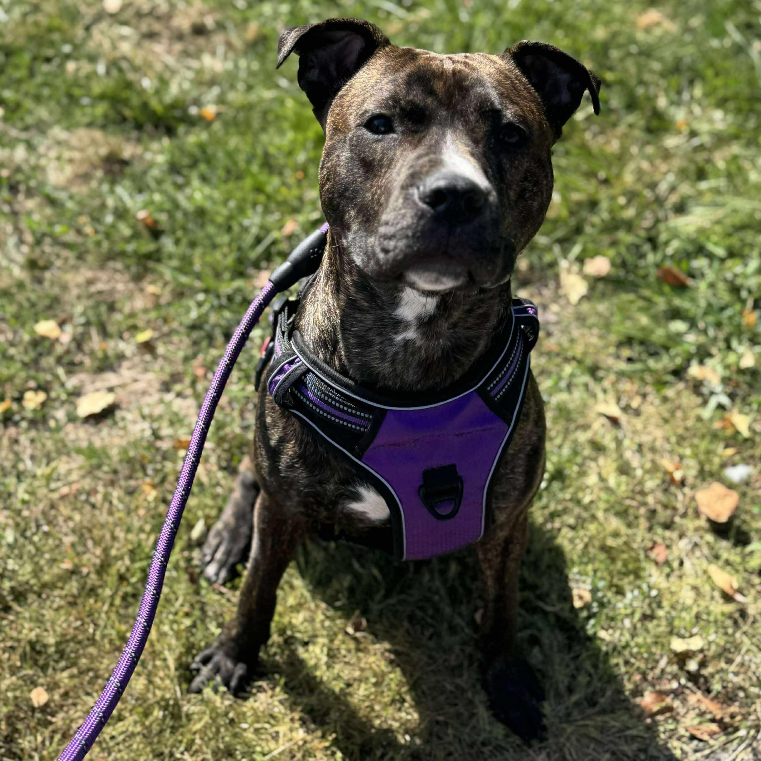 Lola, Adoptable, Adult Female Pit Bull Terrier.