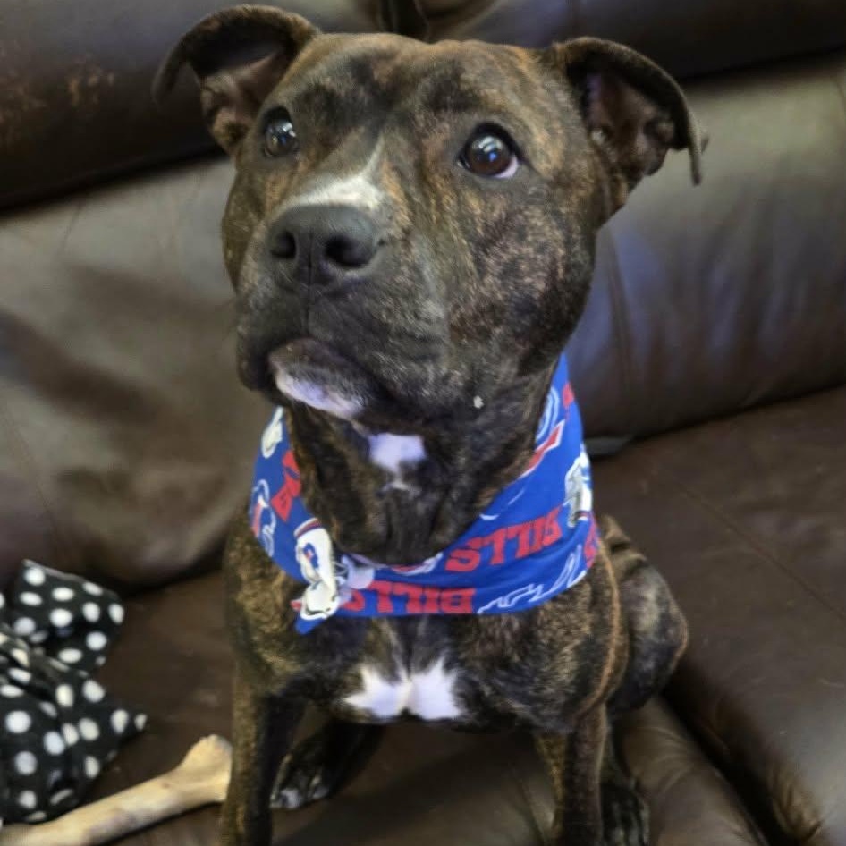 Enlarge Lola, a Adoptable mixed breed in hilton, NY image 1/6