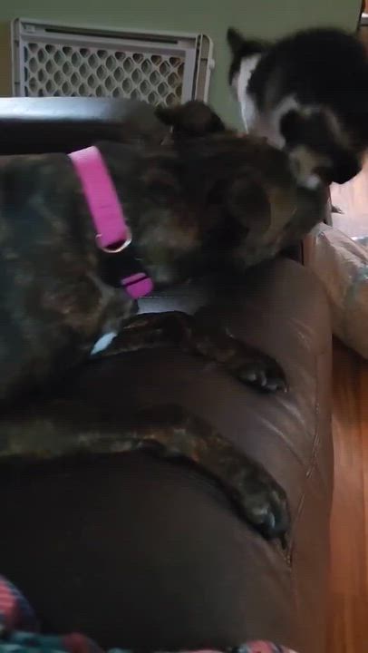Enlarge Lola, a Adoptable mixed breed in hilton, NY video 6/6