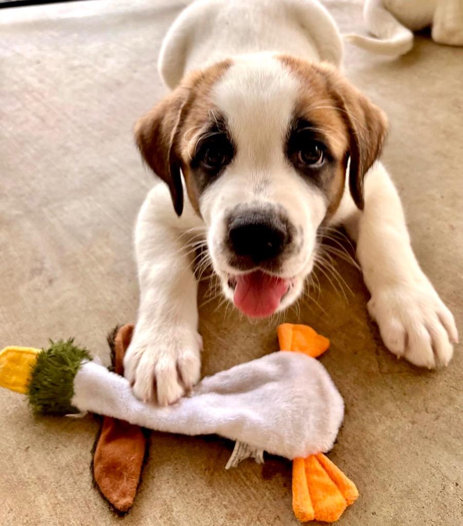 Brutus, Adoptable, Puppy Male Great Pyrenees.
