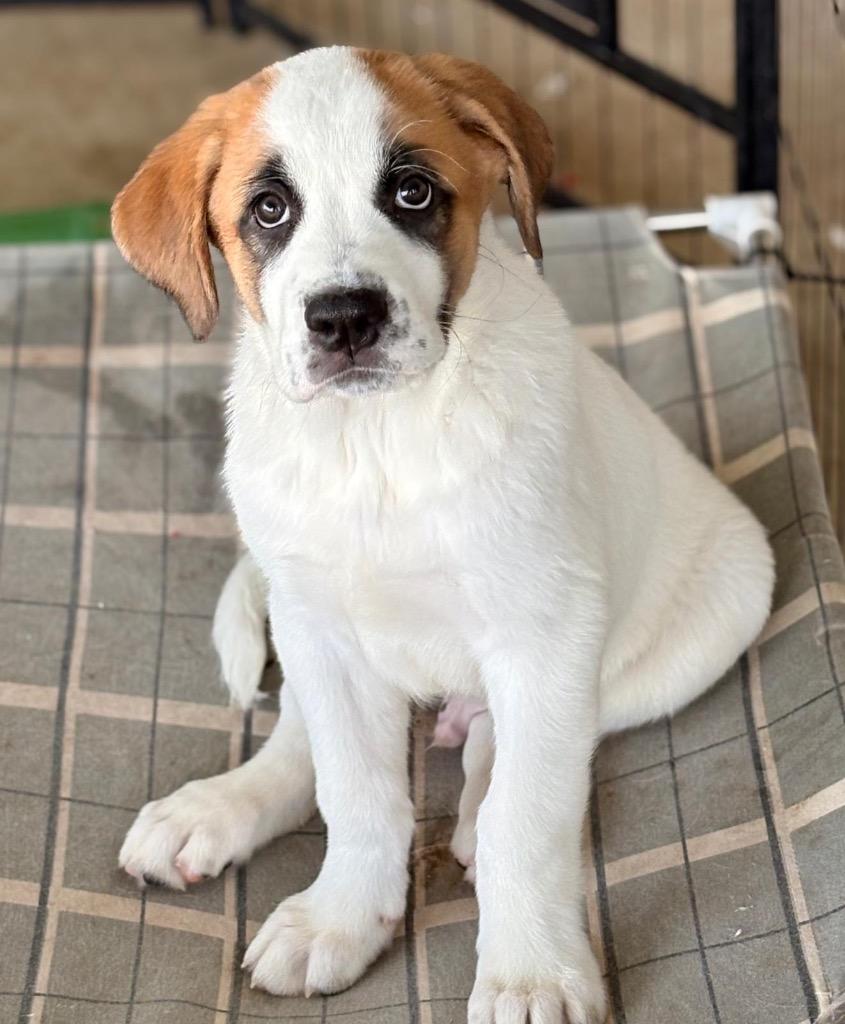 Enlarge Brutus, a Adoptable Great Pyrenees in Leander, TX image 2/3