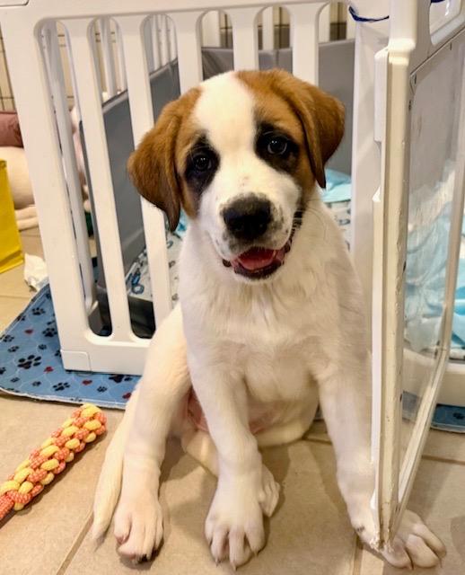 Enlarge Brutus, a Adoptable Great Pyrenees in Leander, TX image 3/3