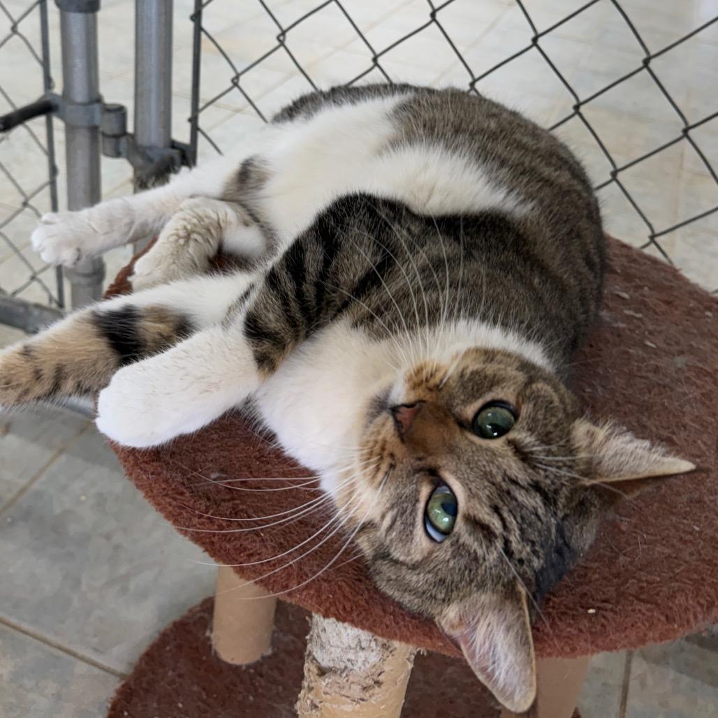 Enlarge Baby, a Adoptable Domestic Short Hair in East Smithfield , PA image 1/6