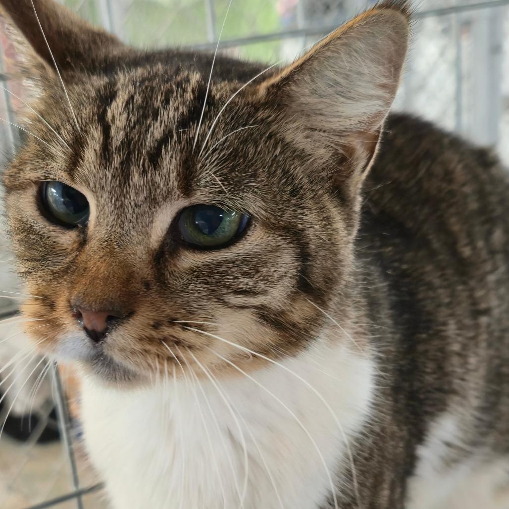 Enlarge Baby, a Adoptable Domestic Short Hair in East Smithfield , PA image 1/6