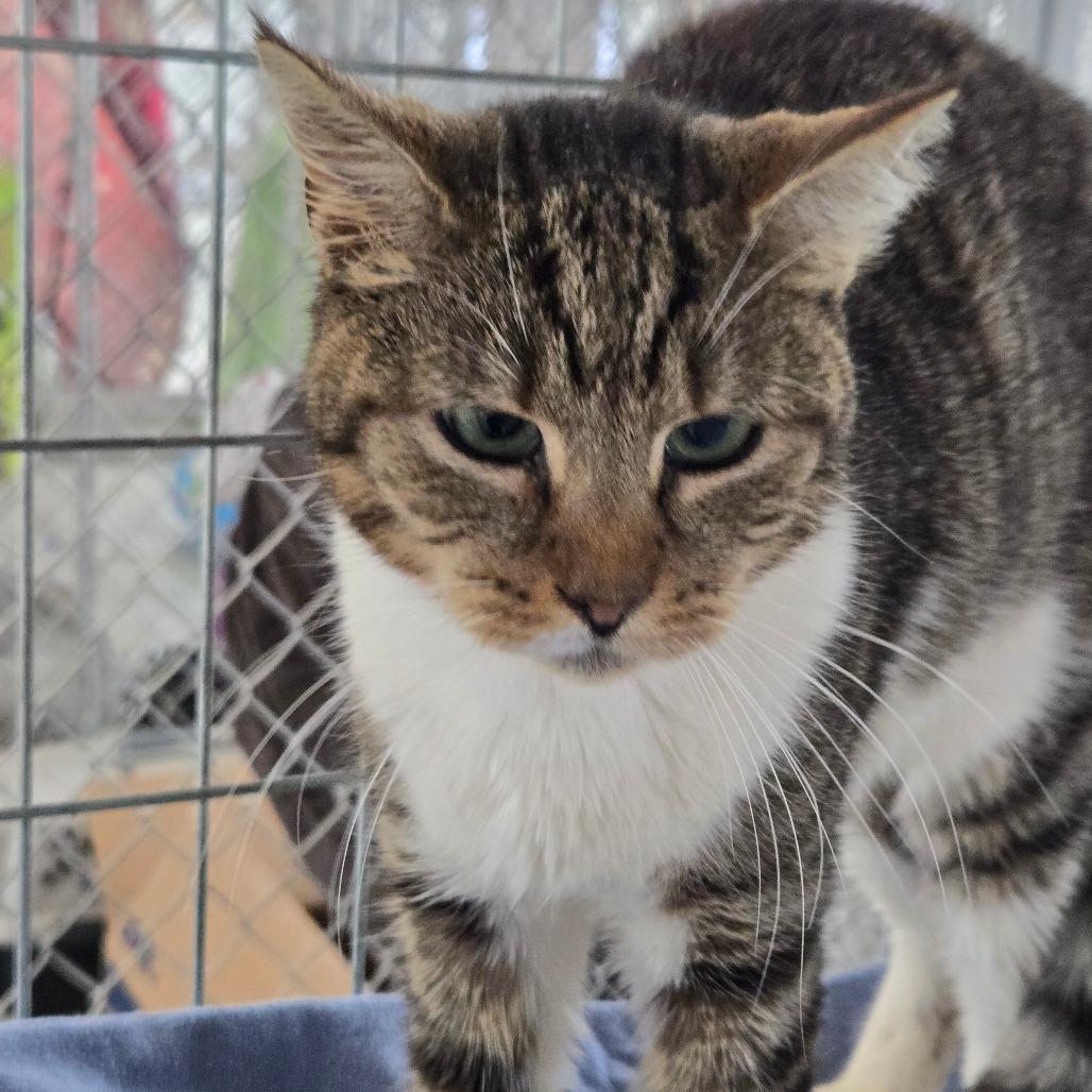 Enlarge Baby, a Adoptable Domestic Short Hair in East Smithfield , PA image 2/6