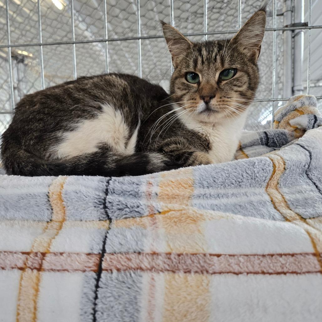 Enlarge Baby, a Adoptable Domestic Short Hair in East Smithfield , PA image 3/6