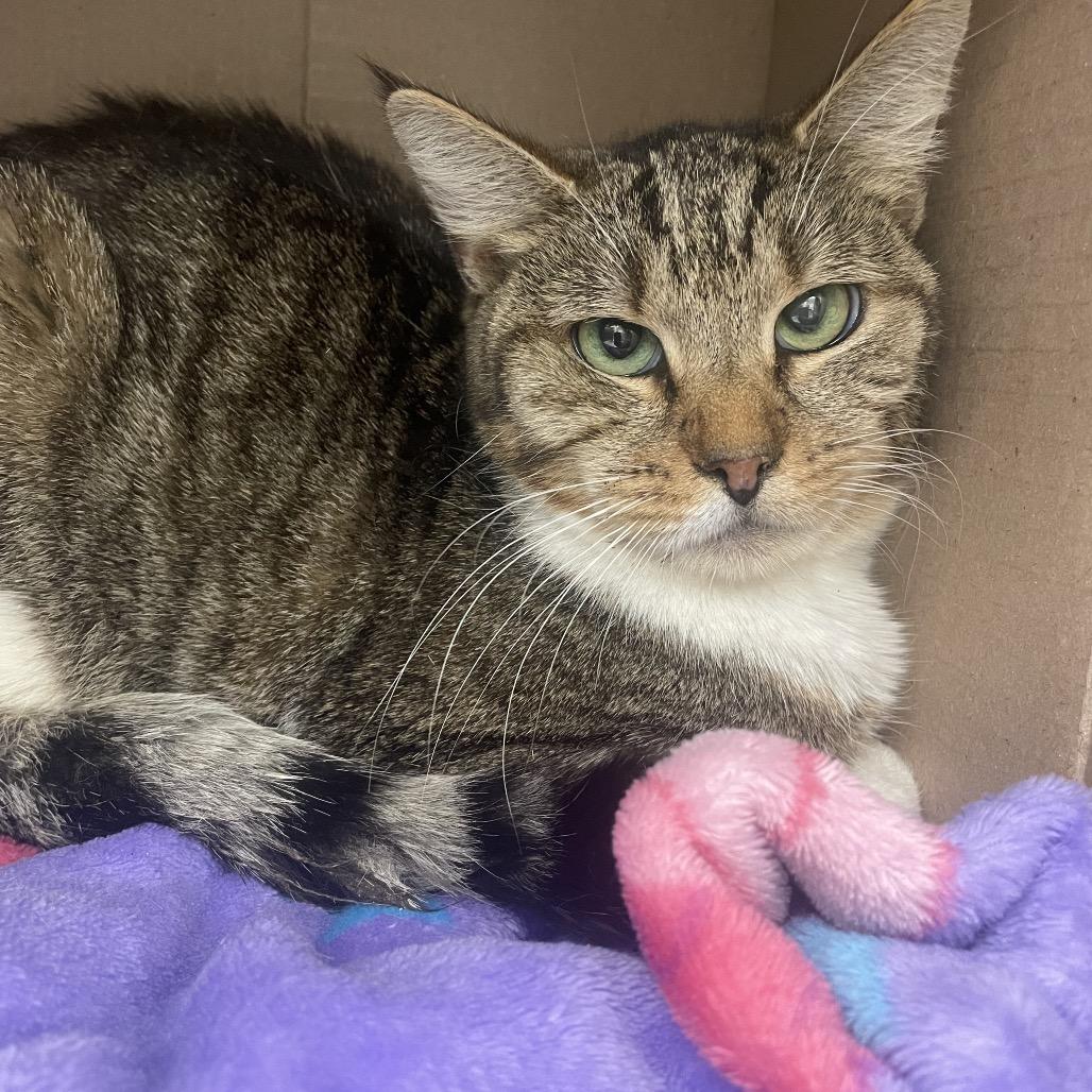 Enlarge Baby, a Adoptable Domestic Short Hair in East Smithfield , PA image 4/6