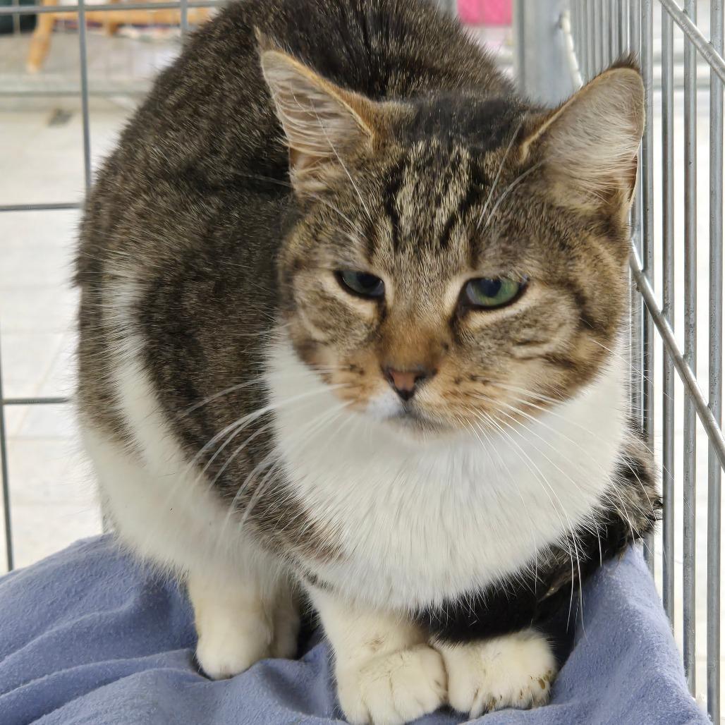 Enlarge Baby, a Adoptable Domestic Short Hair in East Smithfield , PA image 5/6
