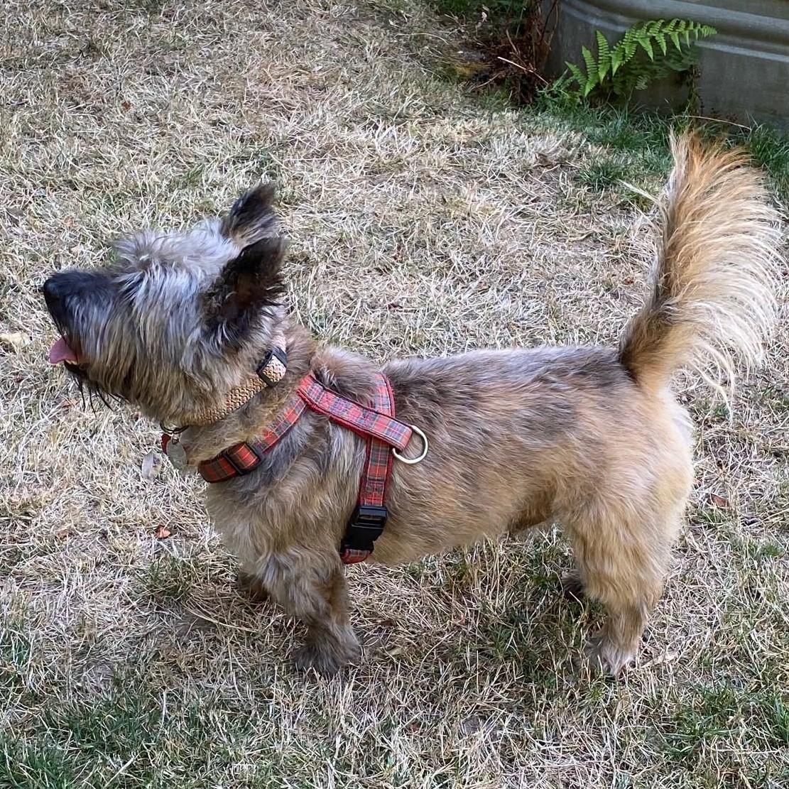 Enlarge Franky in Portland Oregon, a Adoptable Cairn Terrier in Portland, OR image 5/6