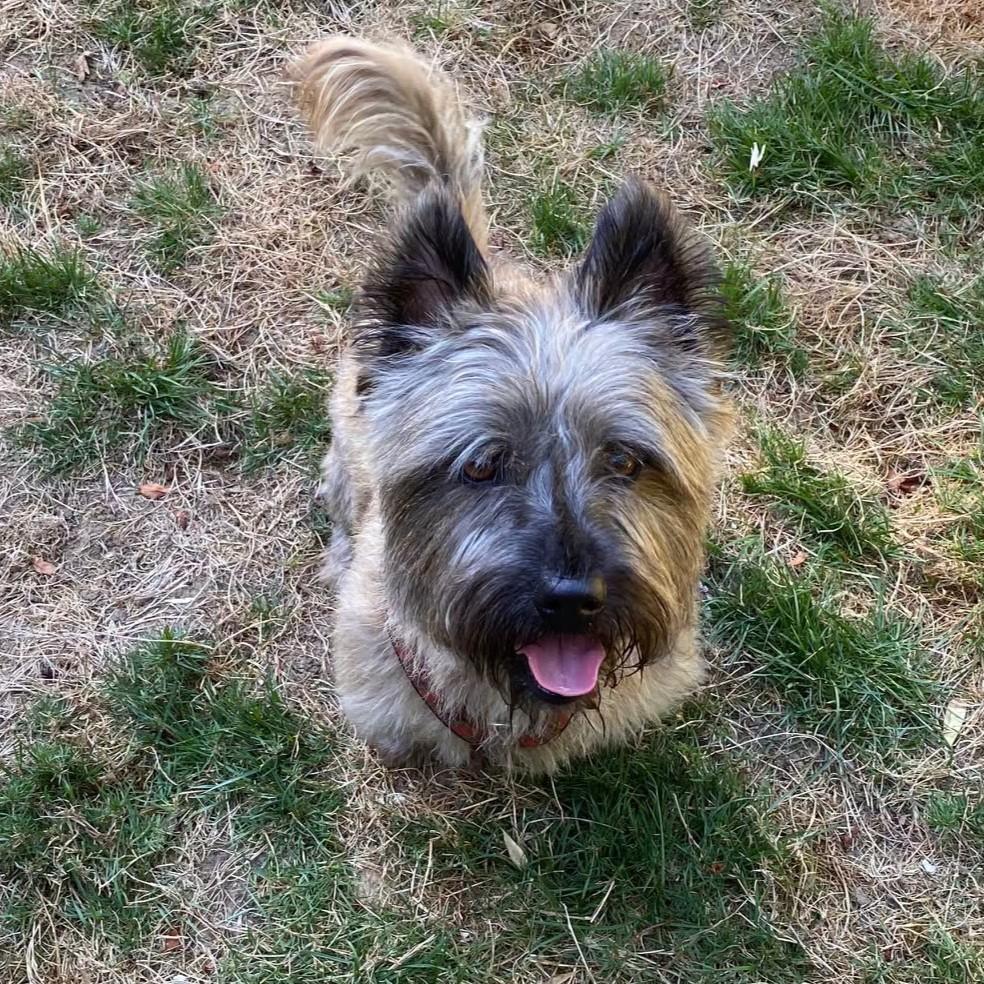 Franky in Portland Oregon, Adoptable, Adult Male Cairn Terrier.