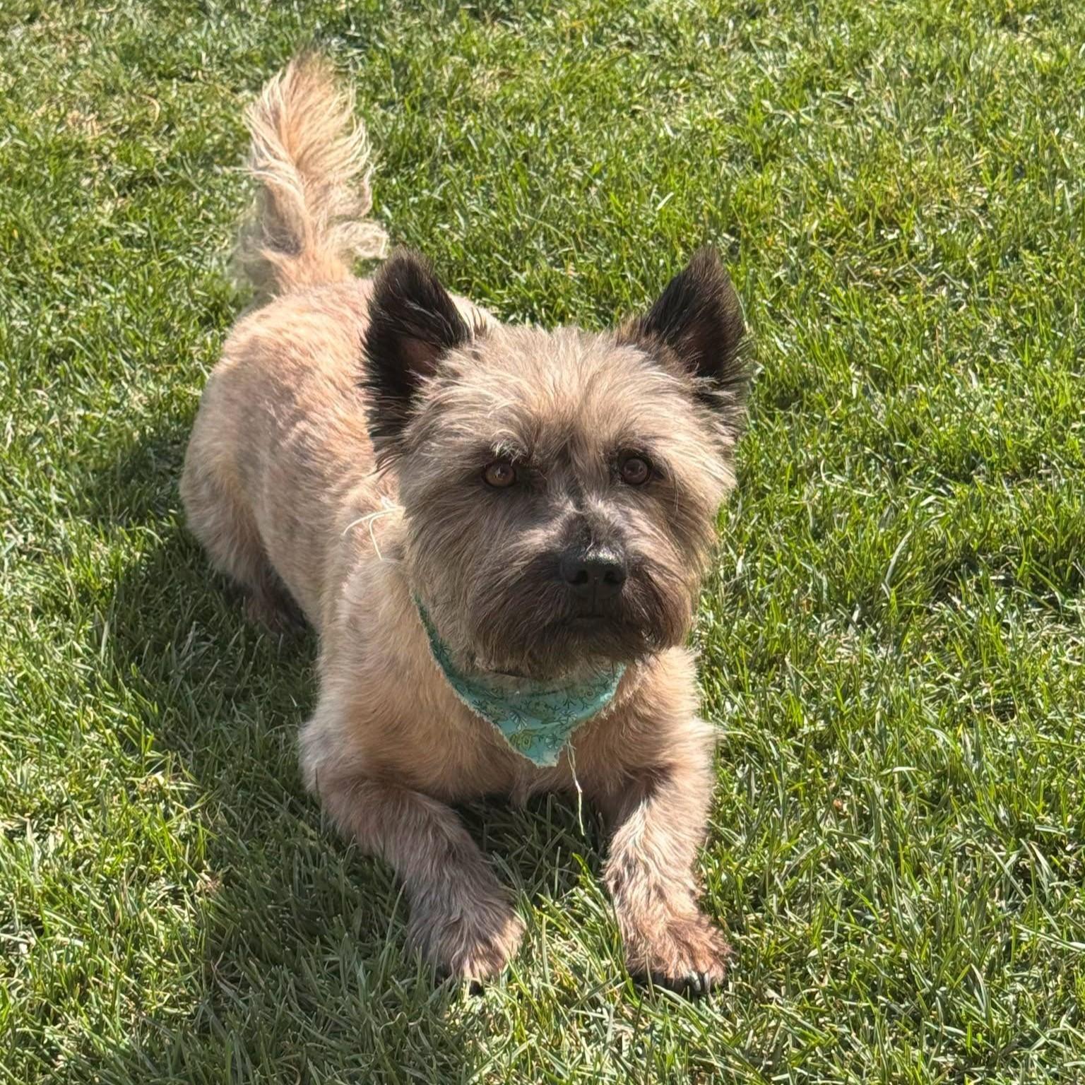 Enlarge Franky in Portland Oregon, a Adoptable Cairn Terrier in Portland, OR image 3/6