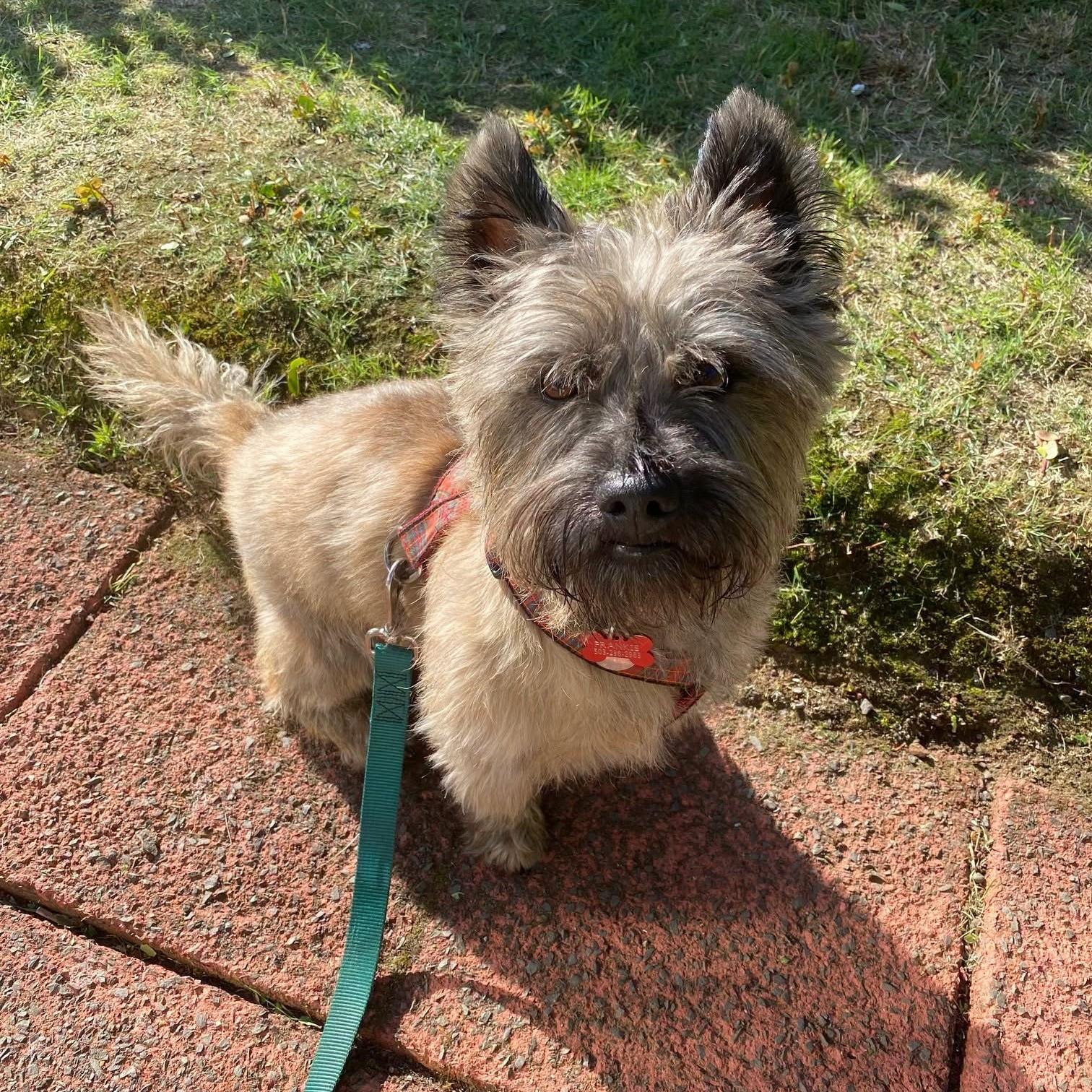 Enlarge Franky in Portland Oregon, a Adoptable Cairn Terrier in Portland, OR image 6/6