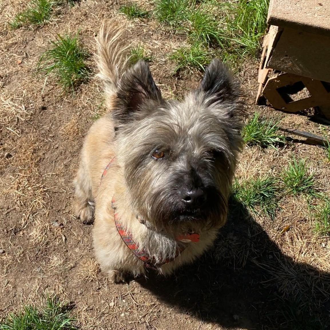 Enlarge Franky in Portland Oregon, a Adoptable Cairn Terrier in Portland, OR image 4/6