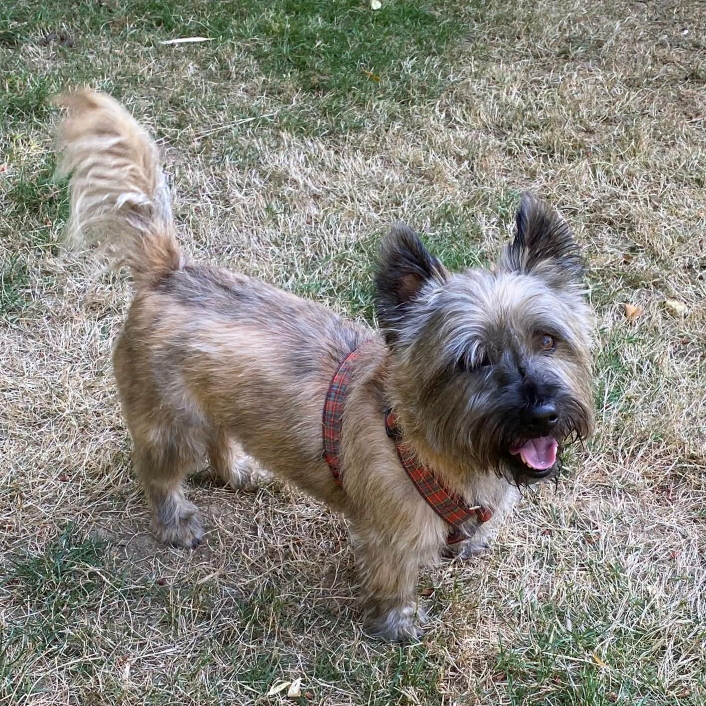 Enlarge Franky in Portland Oregon, a Adoptable Cairn Terrier in Portland, OR image 2/6