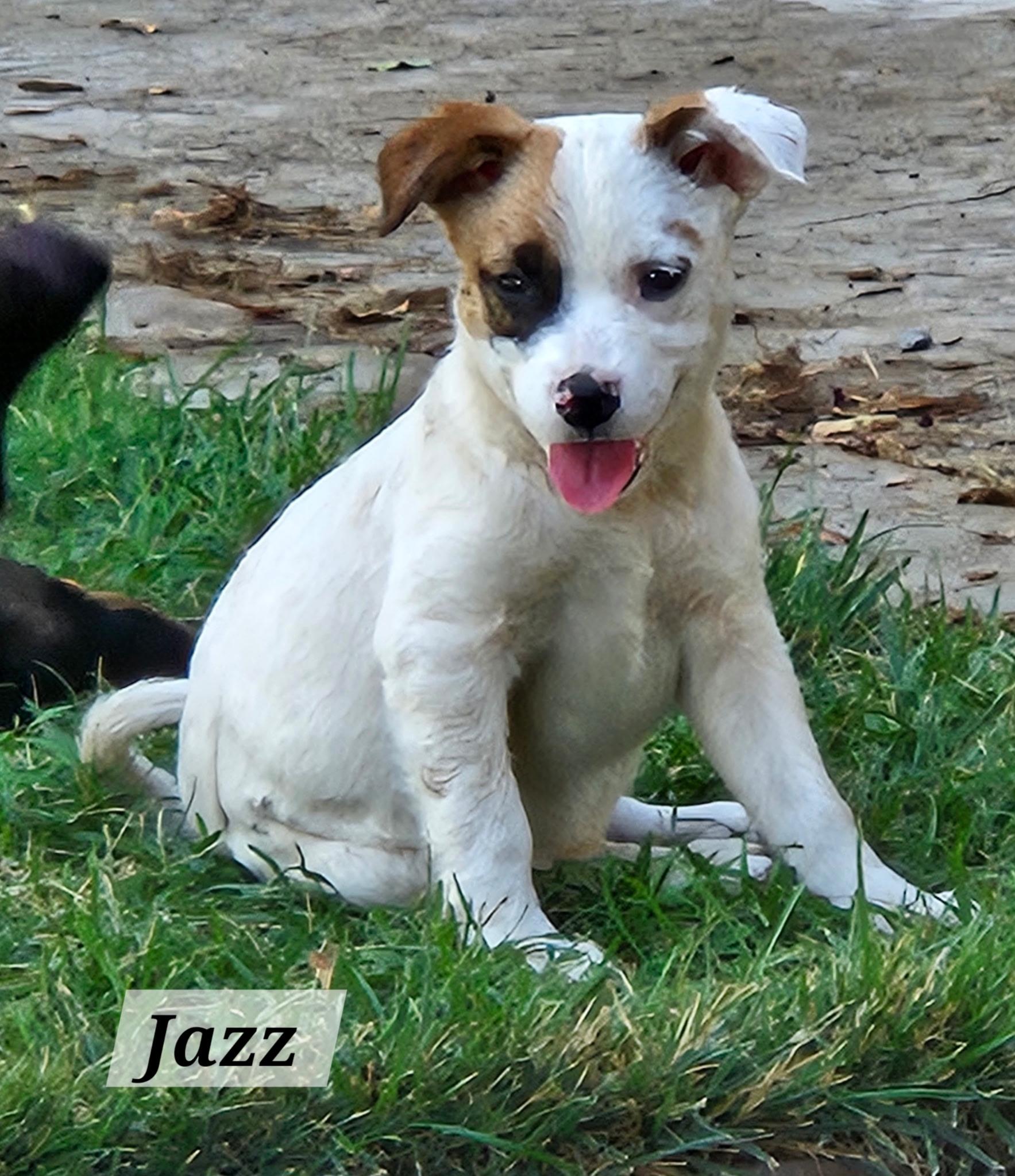 Jazz 0125