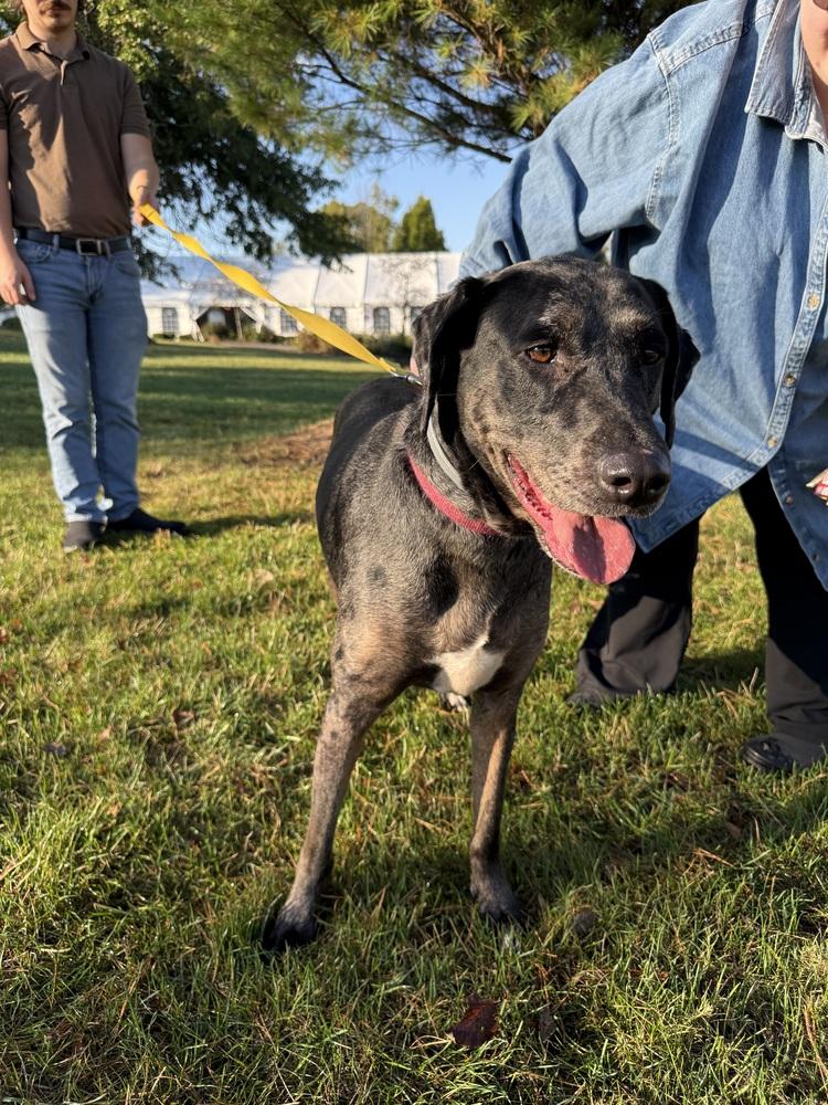 Aquarius, Adoptable, Adult Female Catahoula Leopard Dog.