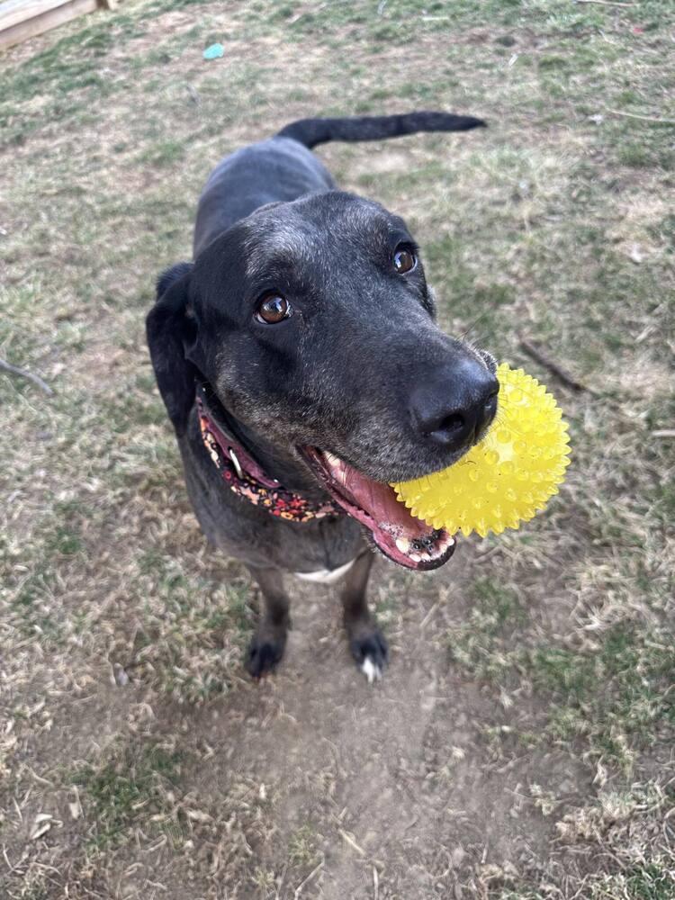 Enlarge Aquarius, a Adoptable Catahoula Leopard Dog in Grove City, OH image 2/5