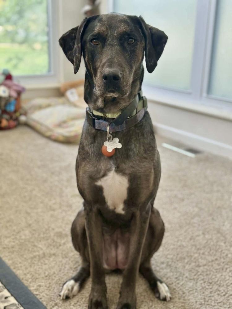 Enlarge Aquarius, a Adoptable Catahoula Leopard Dog in Grove City, OH image 3/5
