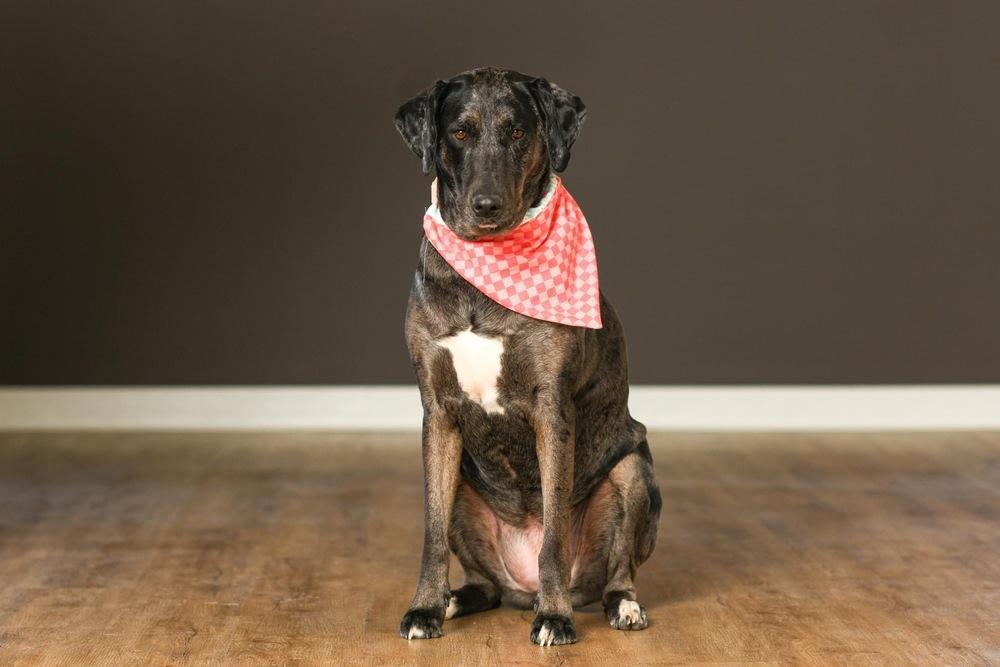 Enlarge Aquarius, a Adoptable Catahoula Leopard Dog in Grove City, OH image 3/4