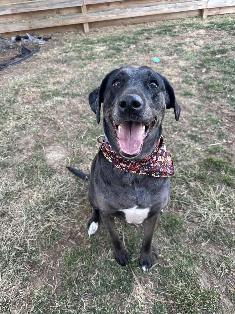 Enlarge Aquarius, a Adoptable Catahoula Leopard Dog in Grove City, OH image 4/5
