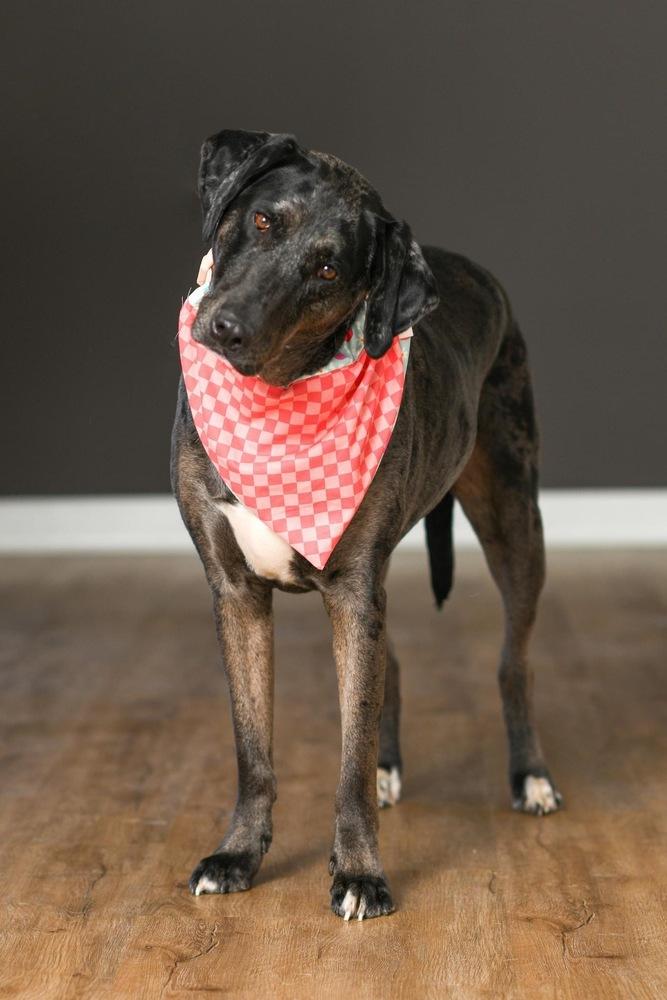Enlarge Aquarius, a Adoptable Catahoula Leopard Dog in Grove City, OH image 4/4