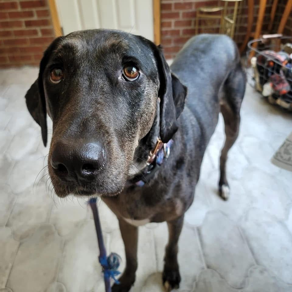 Enlarge Aquarius, a Adoptable Catahoula Leopard Dog in Grove City, OH image 5/5