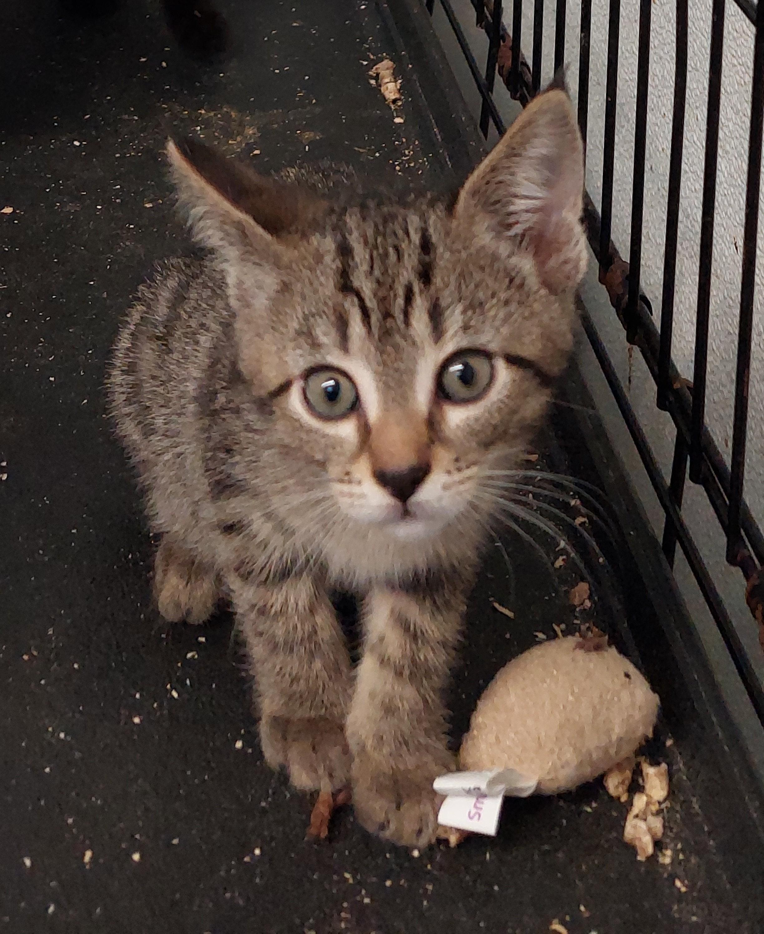 Enlarge Blanding, a Adopted Domestic Short Hair in Rehoboth, MA image 1/3