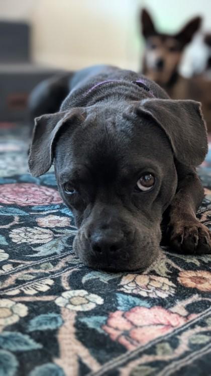 Enlarge Margo (Underdog in Foster), a Adoptable mixed breed in New Orleans, LA image 1/3