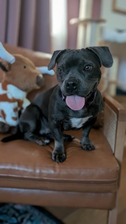 Enlarge Margo (Underdog in Foster), a Adoptable mixed breed in New Orleans, LA image 3/3