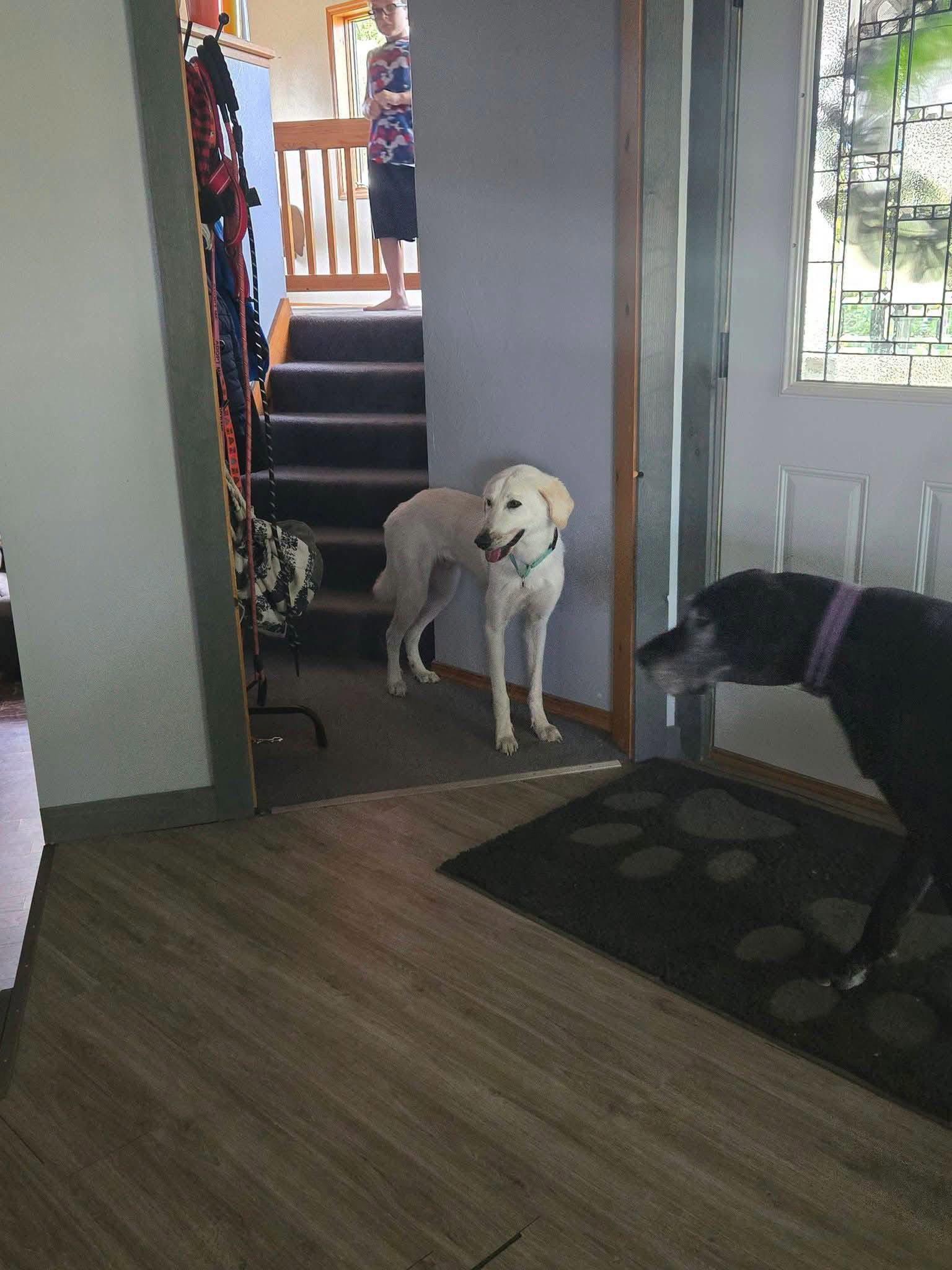 Enlarge Jeff, a Adoptable mixed breed in New London, WI image 2/3