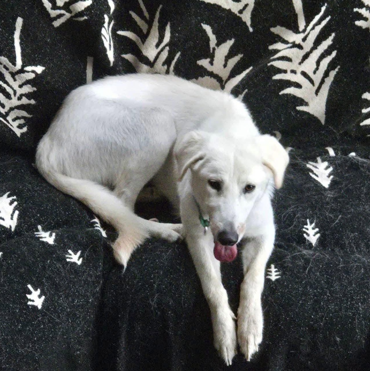 Jeff, Adoptable, Adult Male Labrador Retriever & Great Pyrenees.