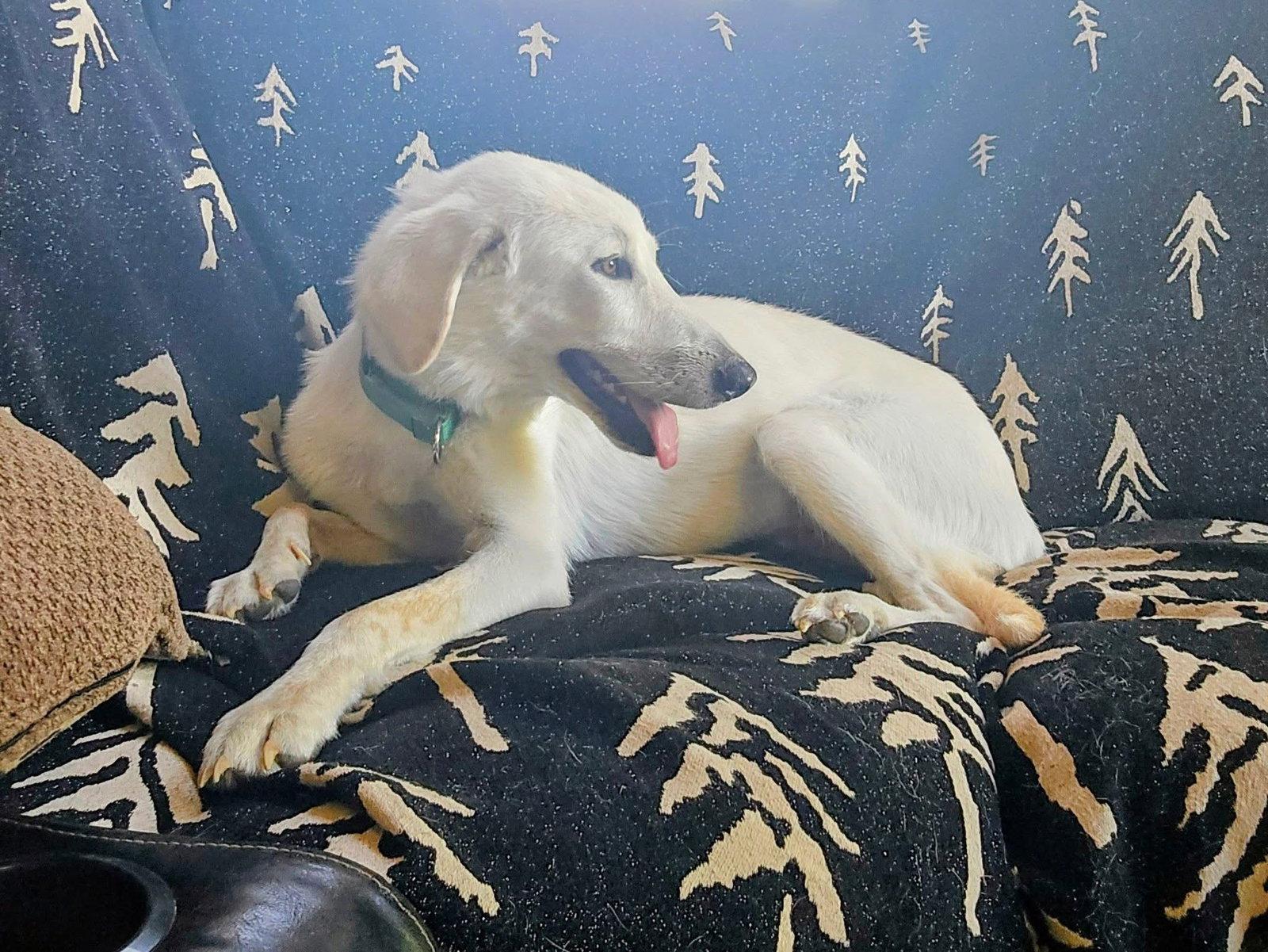 Enlarge Jeff, a Adoptable mixed breed in New London, WI image 3/3