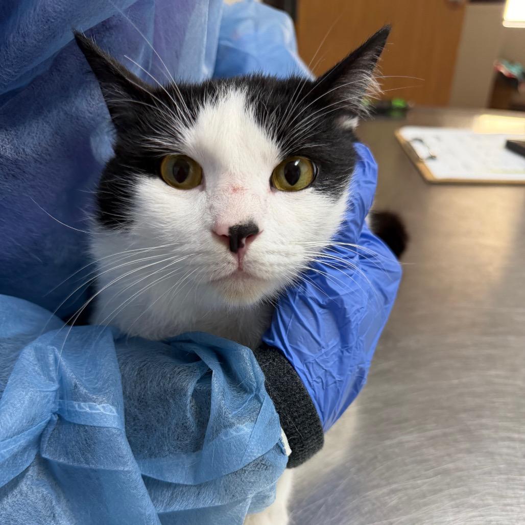 Enlarge What-A-Kitty, a Adoptable Domestic Short Hair in Pensacola, FL image 1/1