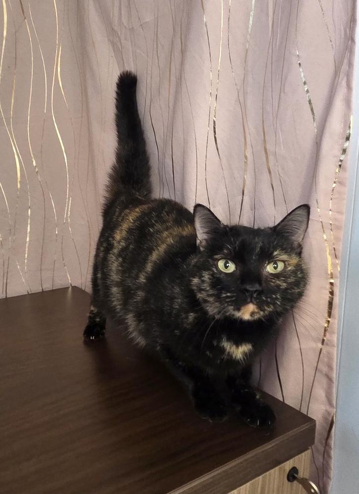 Squishy, a Adoptable Domestic Short Hair in Long Beach, MS image 1/5