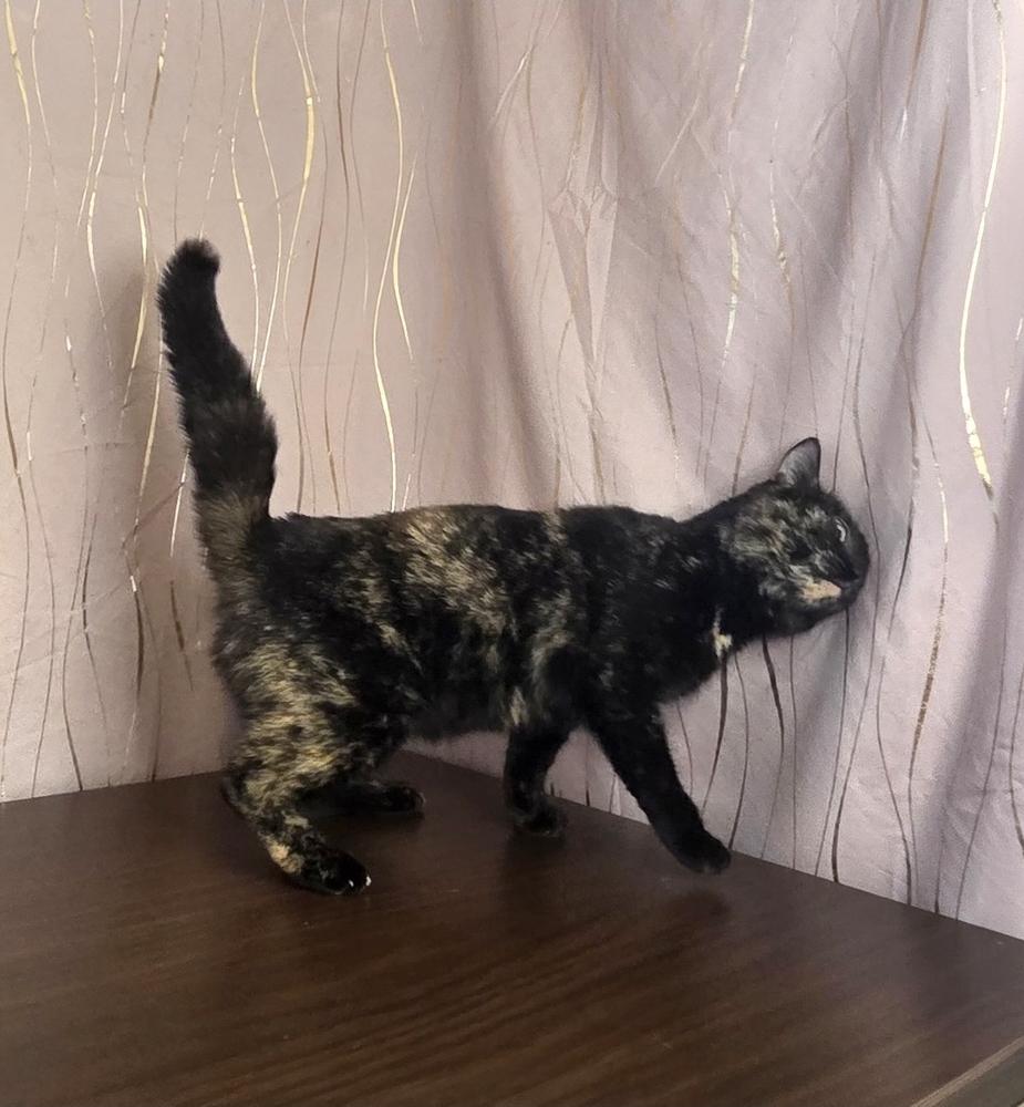 Squishy, a Adoptable Domestic Short Hair in Long Beach, MS image 2/5