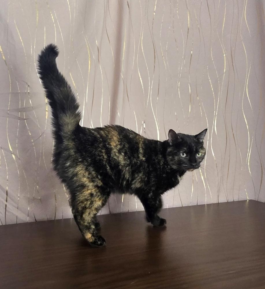 Squishy, a Adoptable Domestic Short Hair in Long Beach, MS image 3/5