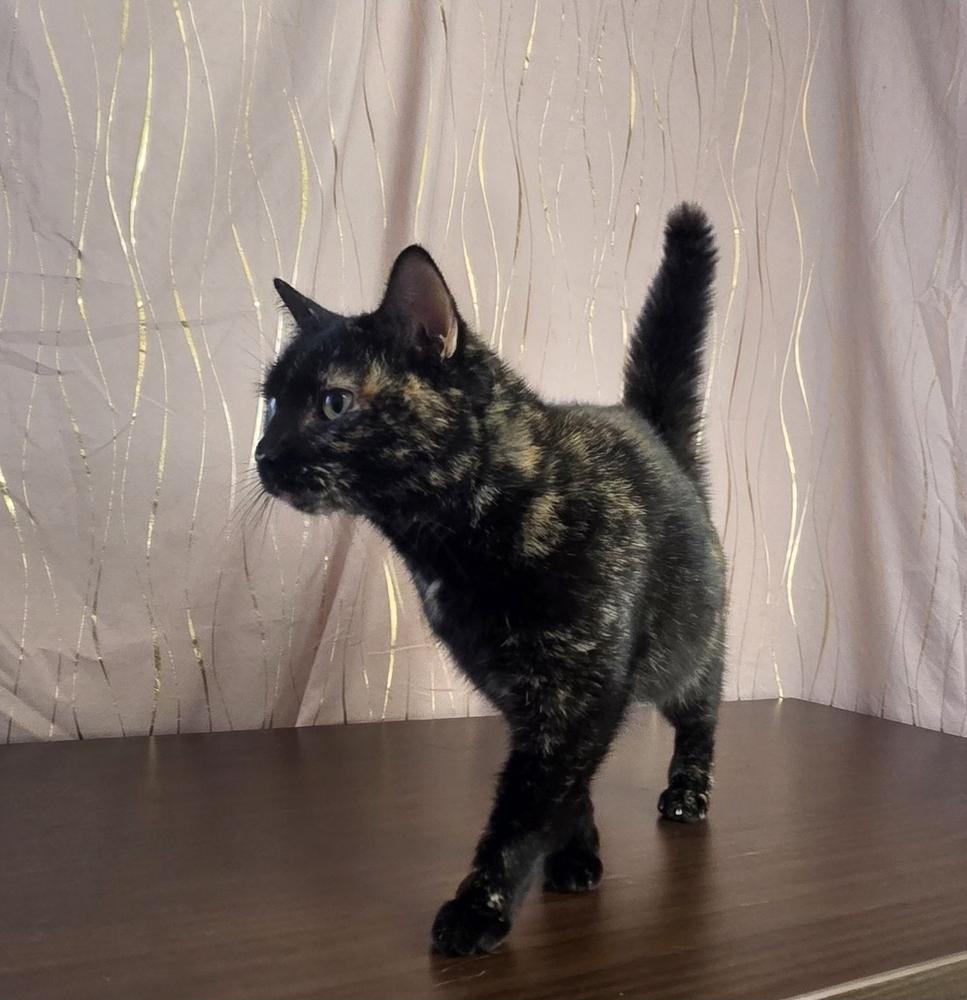 Squishy, a Adoptable Domestic Short Hair in Long Beach, MS image 4/5