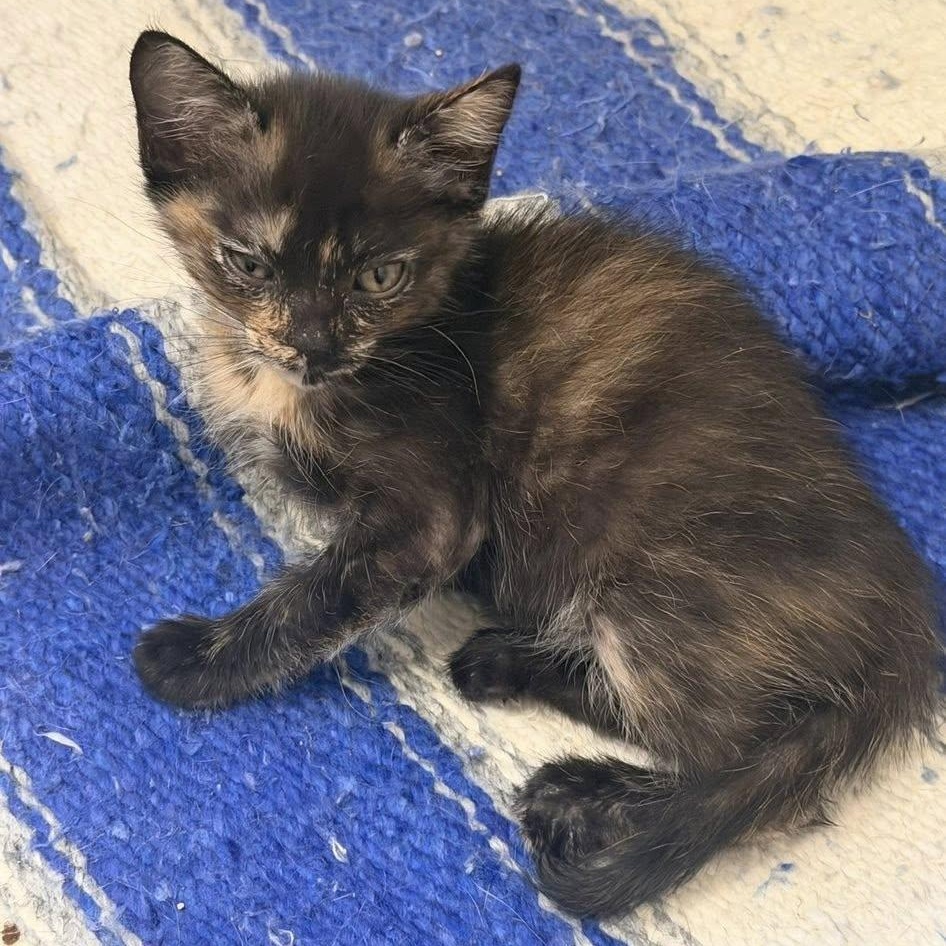 Trolley, a ADOPTABLE Domestic Short Hair in Queen Creek, AZ image 4/4