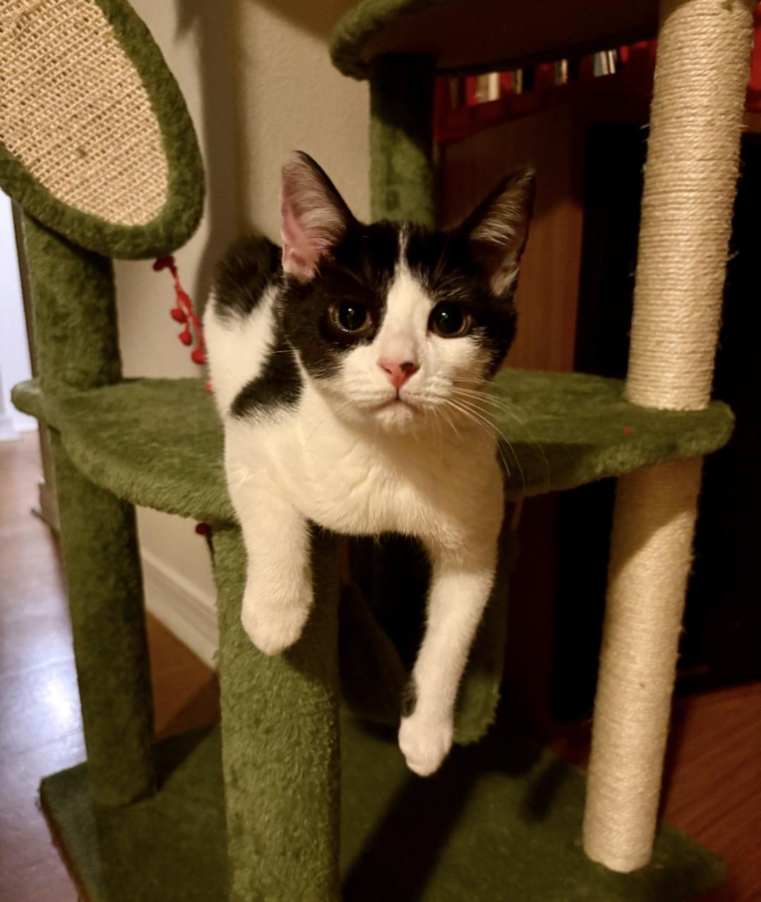 Henry, Adopted, Young Male Domestic Short Hair.